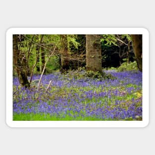 Bluebell Woods Basildon Park Berkshire UK Sticker